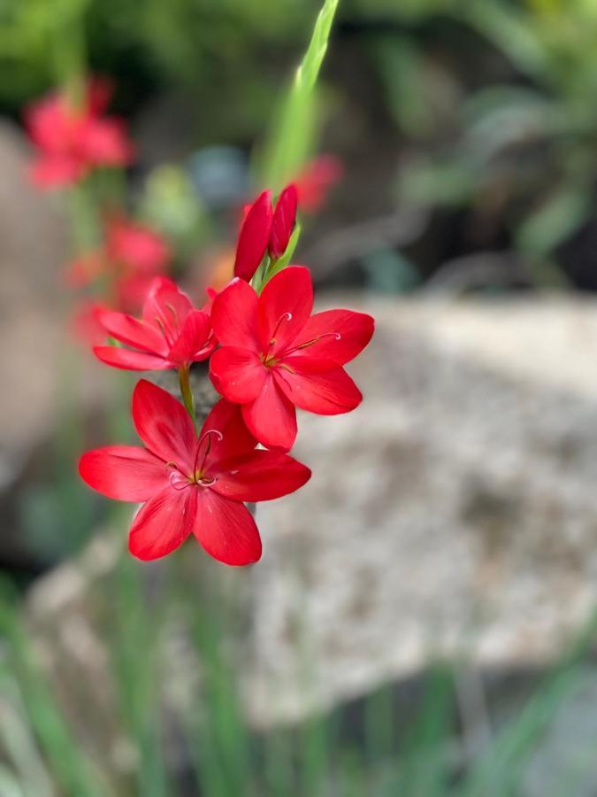 Rocky Rest Διαμέρισμα Orange Εξωτερικό φωτογραφία